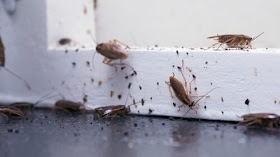 cockroaches
